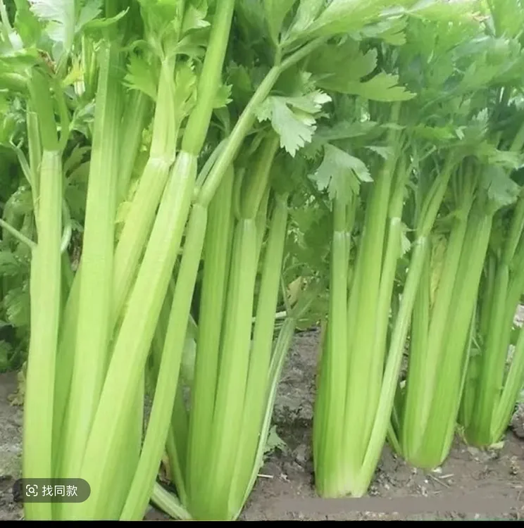  露天精品西芹 新鲜现挖 脆脆嫩嫩 榨汁多汁