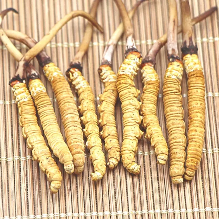 西藏新鲜头期冬虫夏草滋补礼品