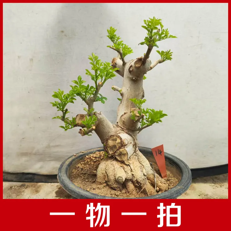 对节白蜡矮霸老桩一物一拍脱盆发货