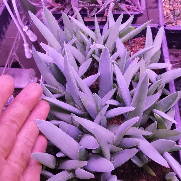 海莱芦荟裸根随机发货