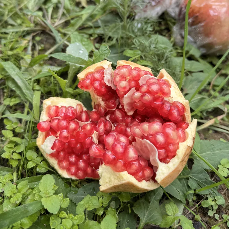 陕西临潼特产石榴新鲜应季水果爆甜多汁