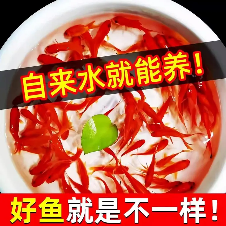 顺丰纯种凤尾大红草金鱼小锦鲤打氧淡水观赏鱼苗好养自来水冷水鱼