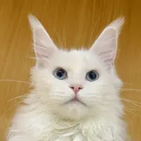 来了姊妹-纯白蓝眼缅因猫-妹妹-19