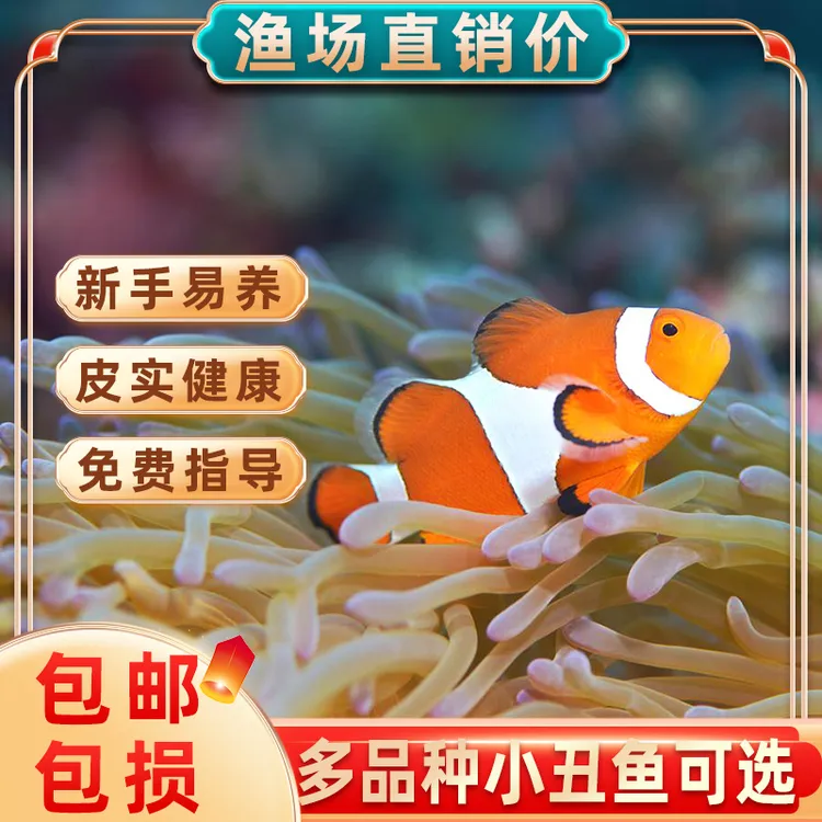 小丑鱼海水鱼观赏鱼人工公子尼莫小鱼耐活好养小丑鱼一公一母奥黑