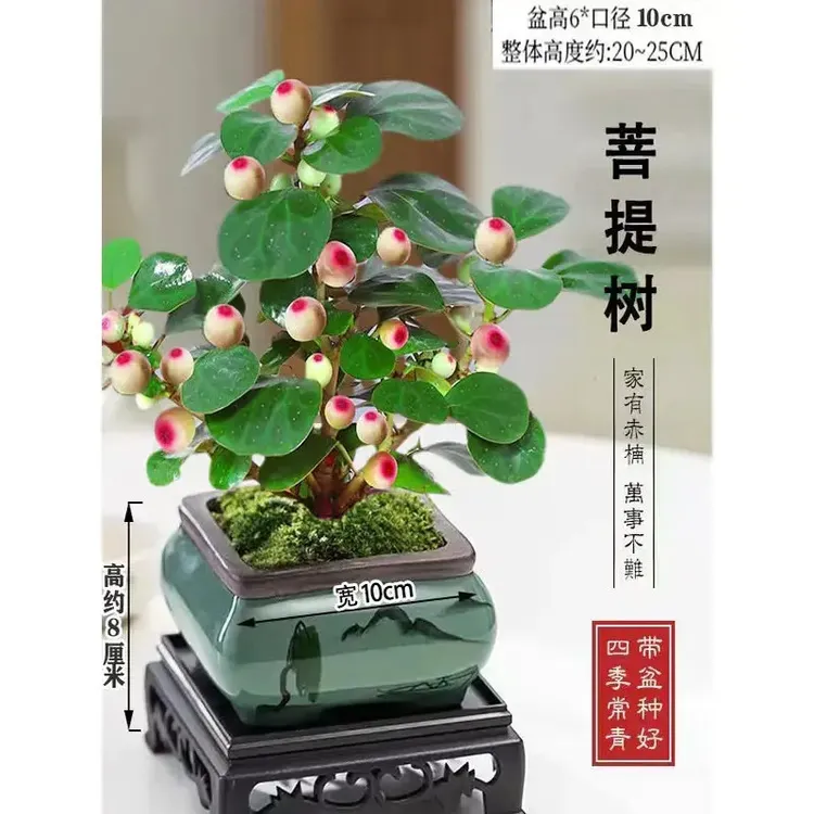 小盼菩提禅意带花盆中式室内客厅好养茶桌办公室绿植商品图