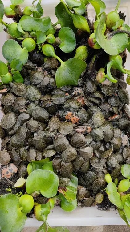 2025头批外塘中华黑花杂交甲鱼苗莲塘虾塘水库养殖苗