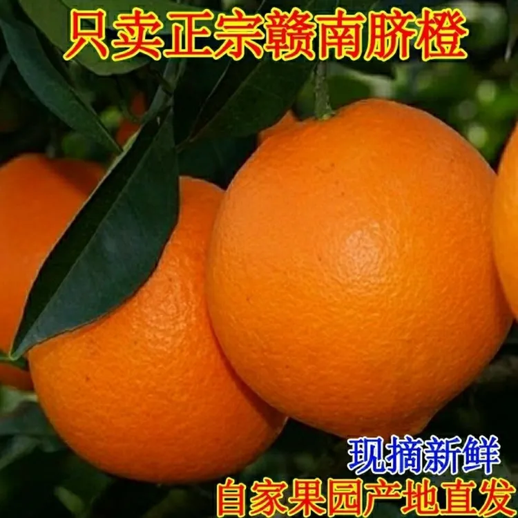 正宗江西赣南脐橙新鲜现摘产地直发当季好吃水果