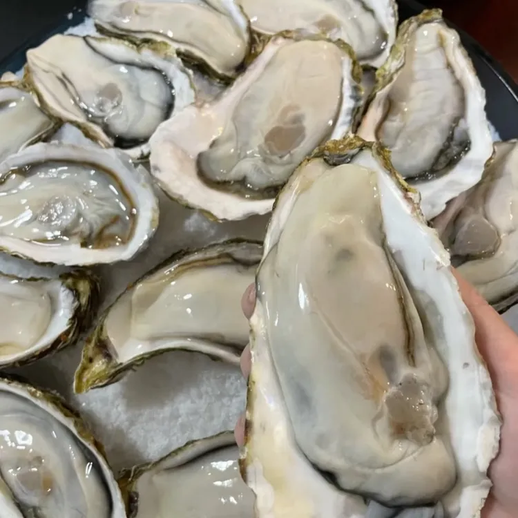 山东冷水鲜活生蚝牡蛎海蛎子 单只5两 5斤装原产地顺丰冷链发货