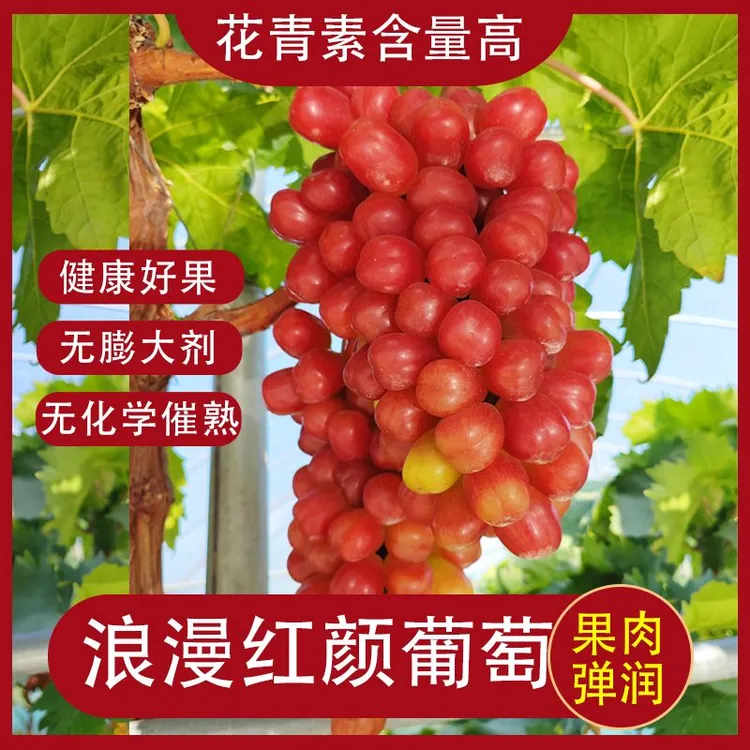 顺丰发货浪漫红颜葡萄应季新鲜水果提子脆甜多汁现摘发货
