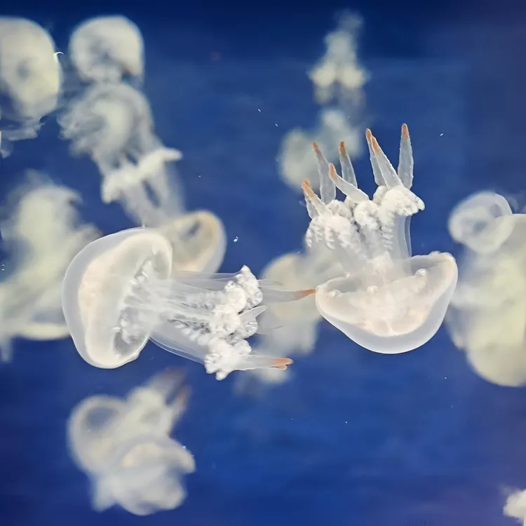 活体赤月水母好养易活海洋小宠物水母专用缸适合家养