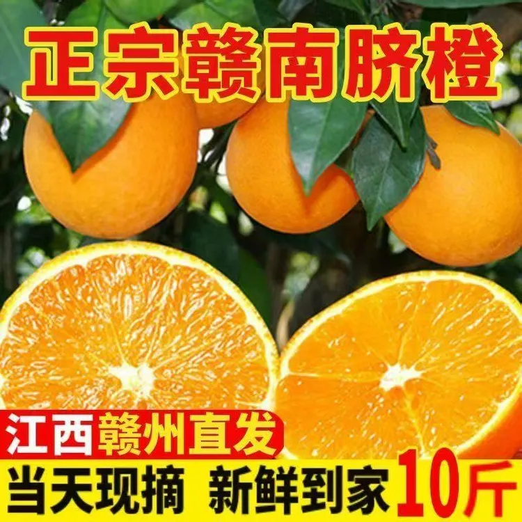 正宗江西赣南寻乌早脐橙新鲜采摘甜橙子产地直发5斤 10斤