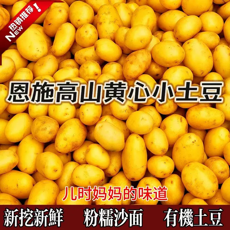 2025正宗恩施高山小土豆黄心小土豆粉糯香甜新挖鲜大洋芋直播