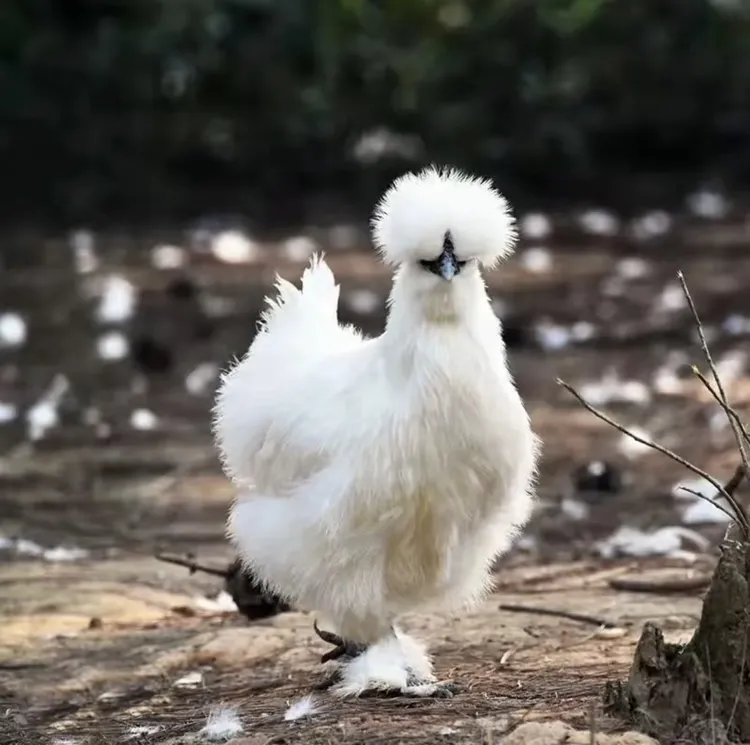 林下散养原种泰和乌鸡 炖汤 送礼 营养 农场直发