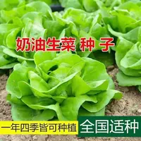 AA四季奶油生菜种子可生吃阳台种籽农家玻璃生菜种