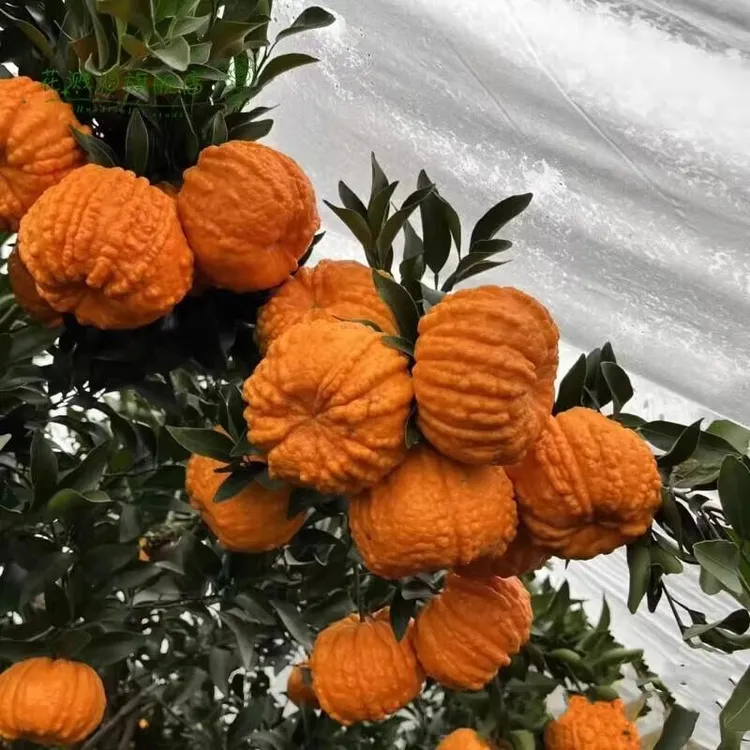 新品种南瓜柑橘苗南瓜蜜橘树苗庭院种植盆栽地栽耐寒南北当年结果