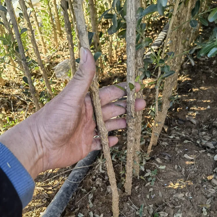沂蒙山小叶瓜子黄杨四年分栽大田苗60-90cm十棵