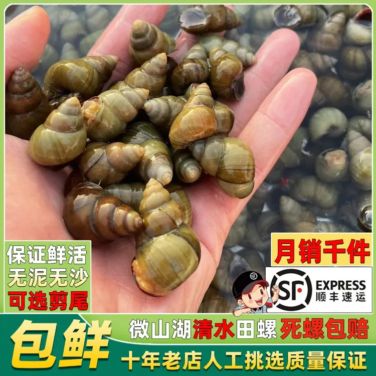 顺丰微山湖清水田螺新鲜活体包活的干净无沙剪尾石螺蛳螺丝肉石螺