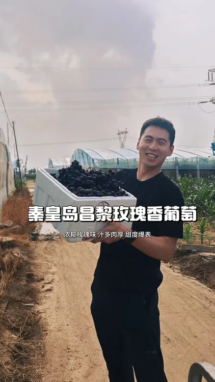 顺丰京东包邮昌黎玫瑰香葡萄果园直发无籽应季水果
