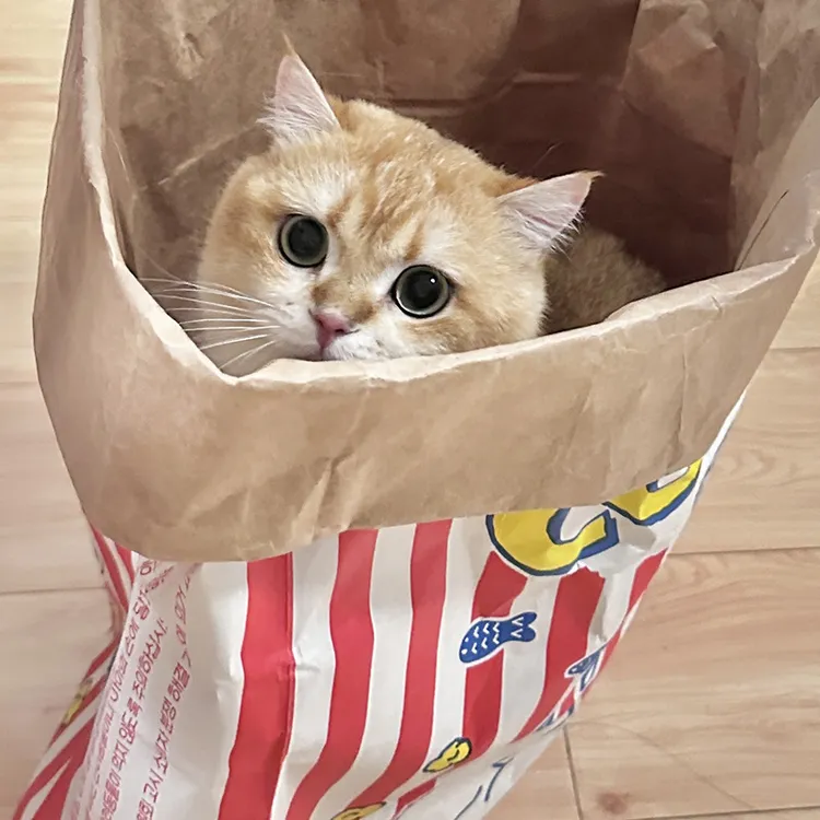 【喵星】猫咪牛皮纸袋可爱益智减压逗猫捉迷藏袋磨爪耐撕猫抓板