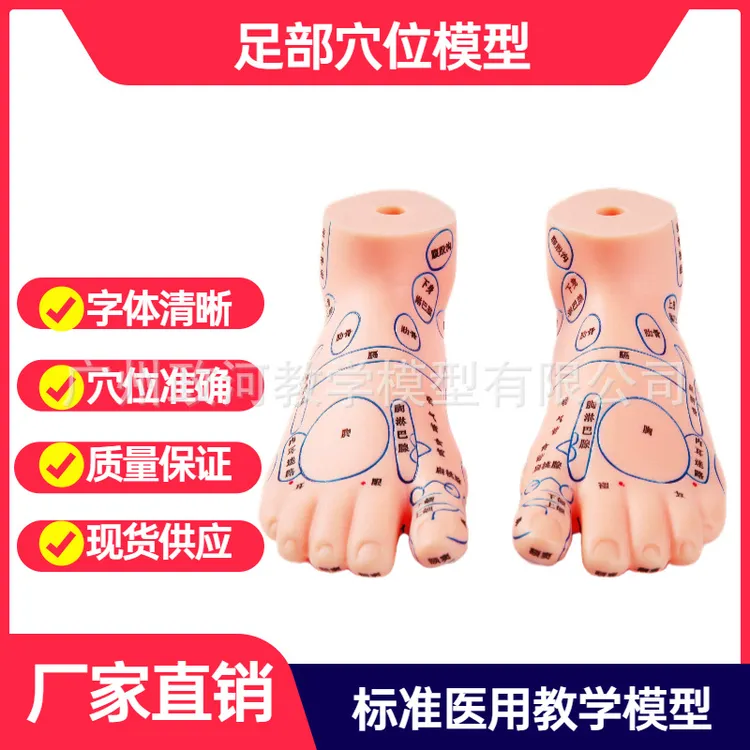 足模型足部按摩模型足部反射区脚模型经络通脚模穴位足部按摩