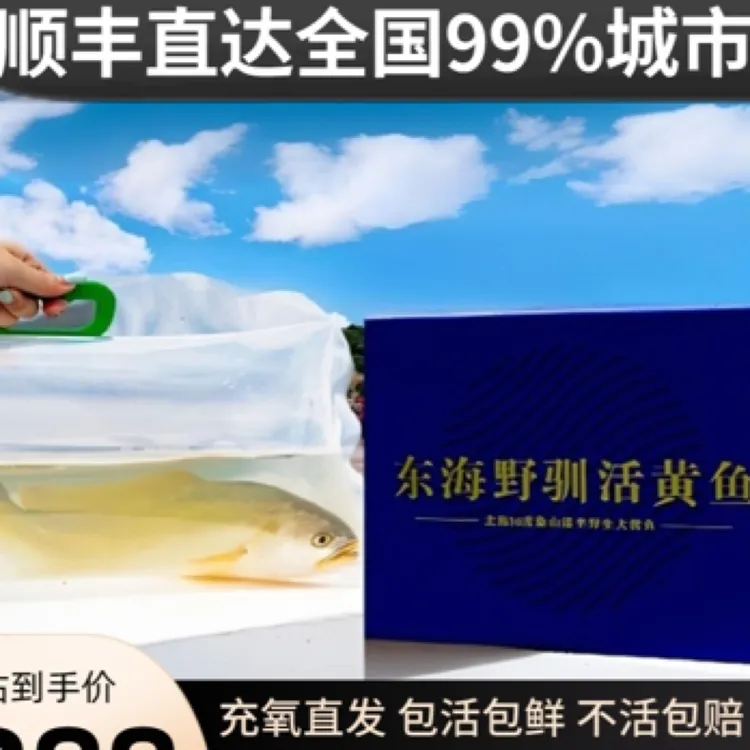 【航空直达活黄鱼】象山深活半野生大黄鱼东海深海活黄花鱼650g礼盒
