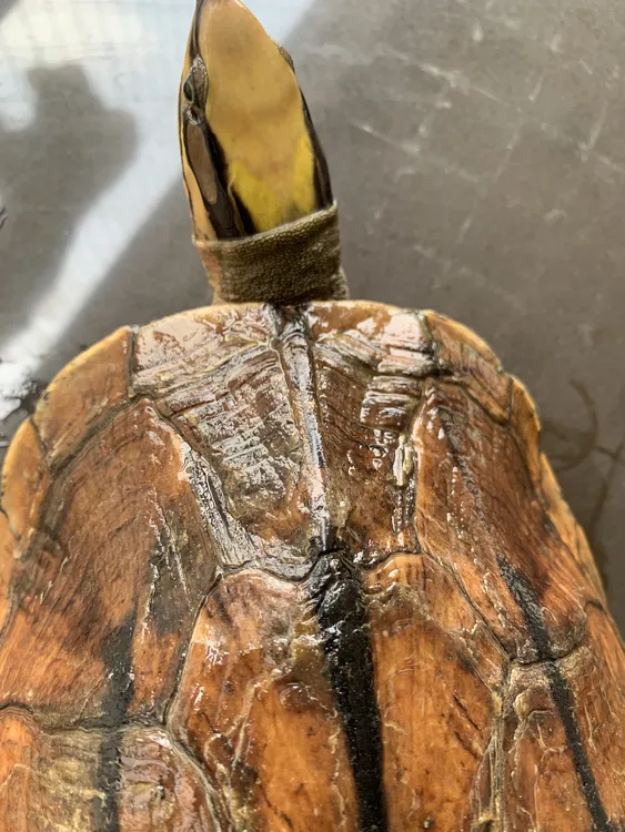 大型乌龟活体观赏龟长寿龟花园宠物龟招财龟