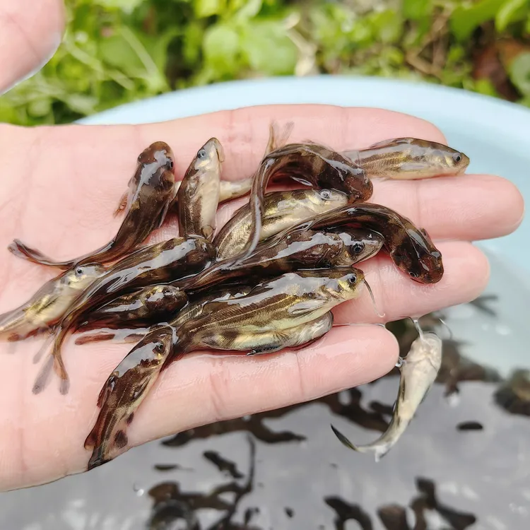 淡水黄辣丁养殖食用黄骨鱼冷水鱼苗黄刺鱼黄鸭叫三角峰观赏鱼猛鱼