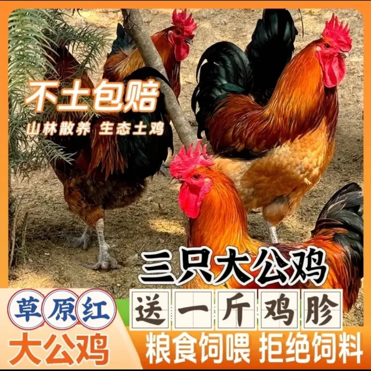 【田姐家】三只八个月草原红大公鸡带一斤鸡胗到手共10斤