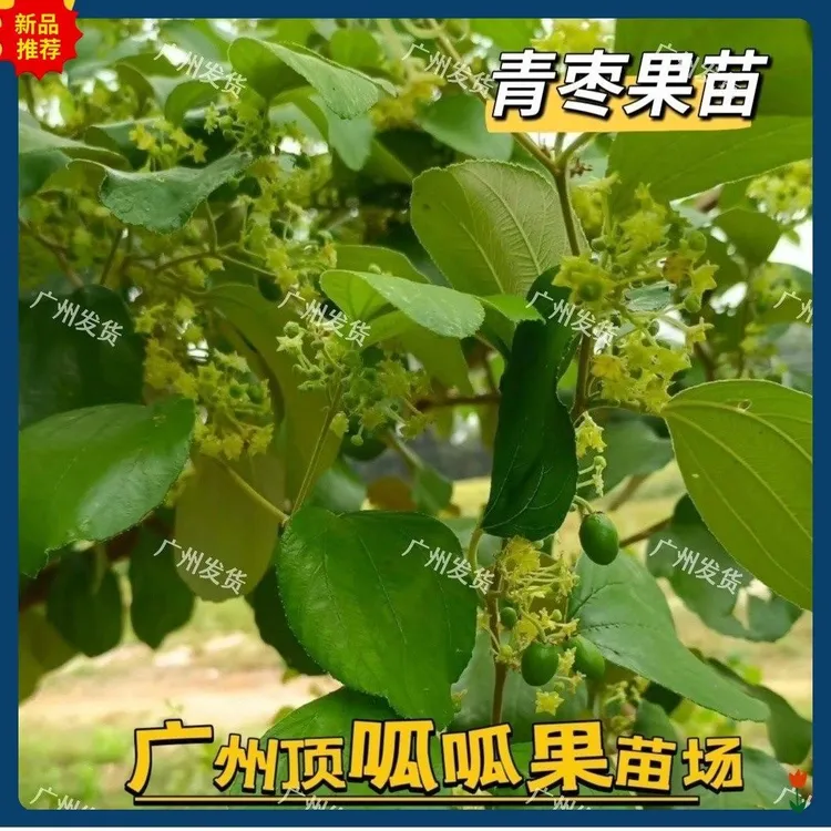 苹果枣大青枣牛奶枣树苗庭院盆栽嫁接果树南方水果树苗带土带叶发