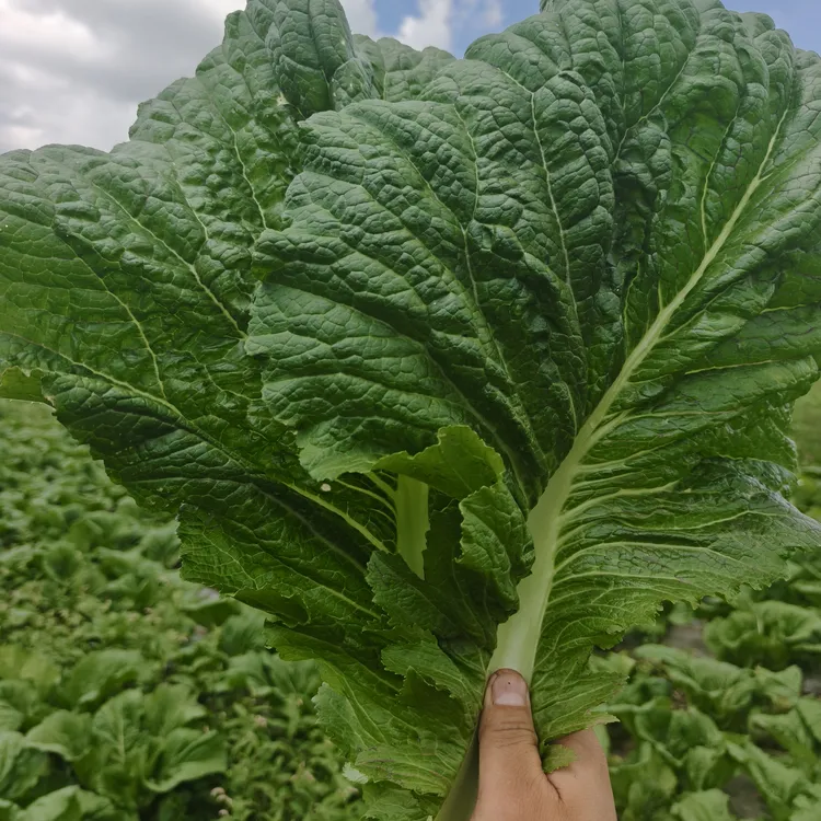 贵州农家栽种新鲜大叶青菜介菜可泡酸菜四季种植蔬菜