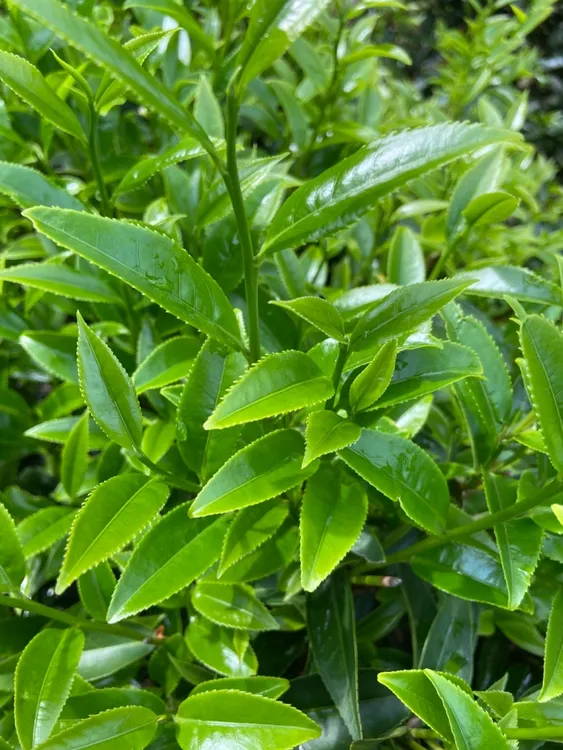 老枞单丛茶小王子锯朵仔(杏仁香清香型)