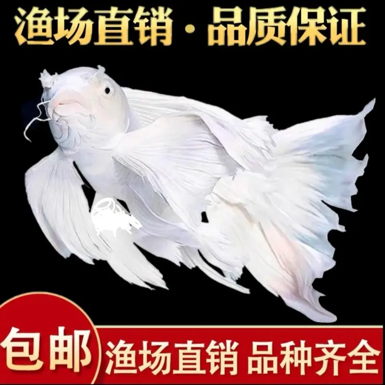 台湾纯种白蝴蝶鲤锦鲤观赏鱼大鳍大尾短身冷水鱼好养耐活到家