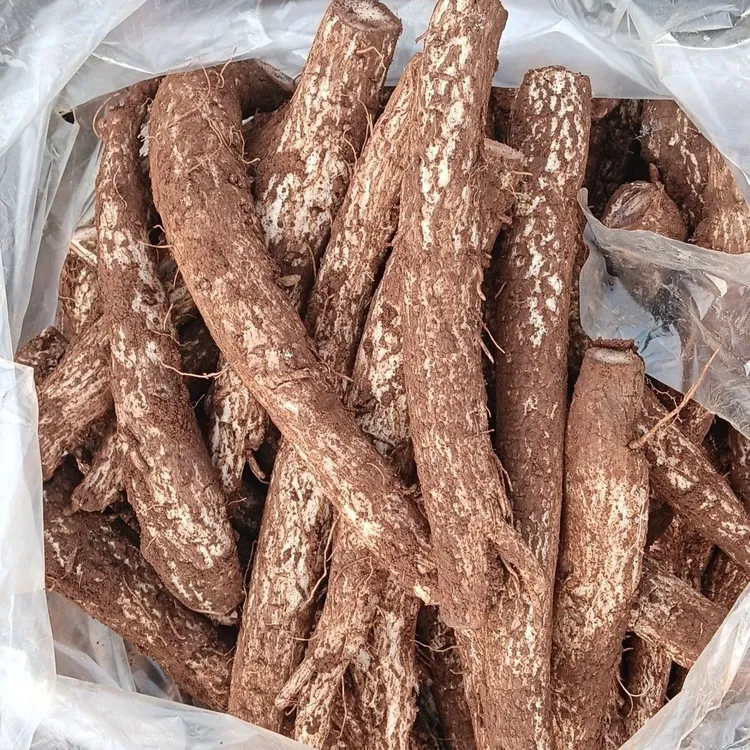 云南高山现挖大蓟根马刺根鸡翅根恶鸡婆新鲜煲汤炖鸡排骨大蓟新鲜