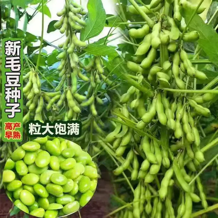 【毛豆种子】高产早熟大粒毛豆抗病耐寒毛豆种子春夏播毛豆蔬菜种子商品图