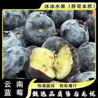 【四盒】[N]14+蓝莓 盒/125g/共计500g 仅限太原晋中吕梁忻州可拍