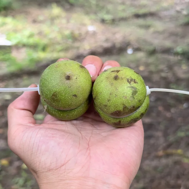 文玩核桃把件盘山葫芦青皮 尺寸随机