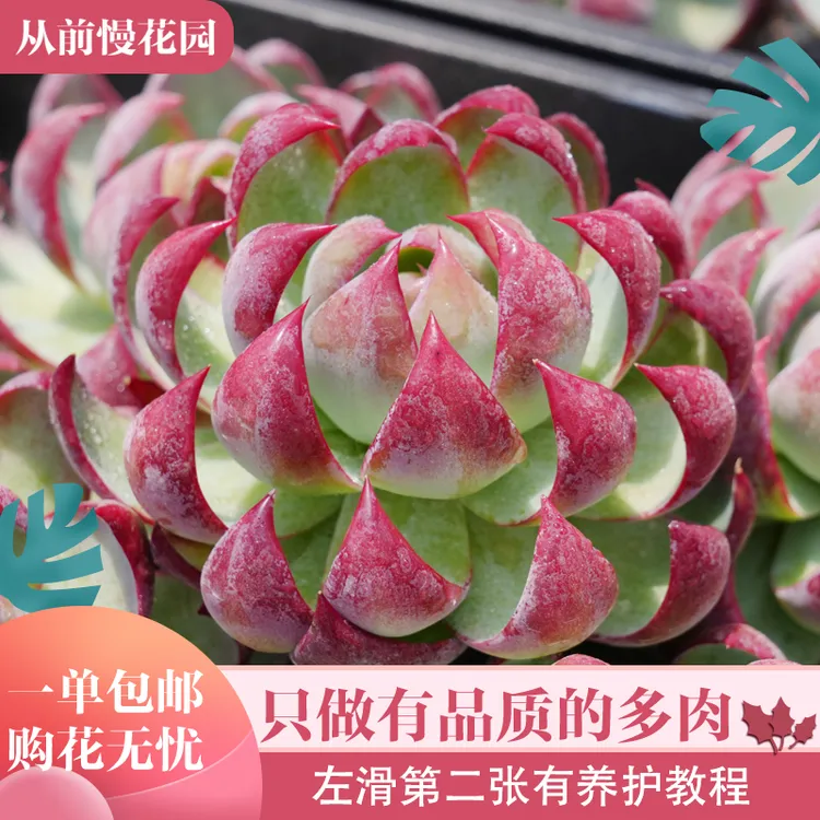 071-惊鸿仙子-从前慢花园东云系多肉植物