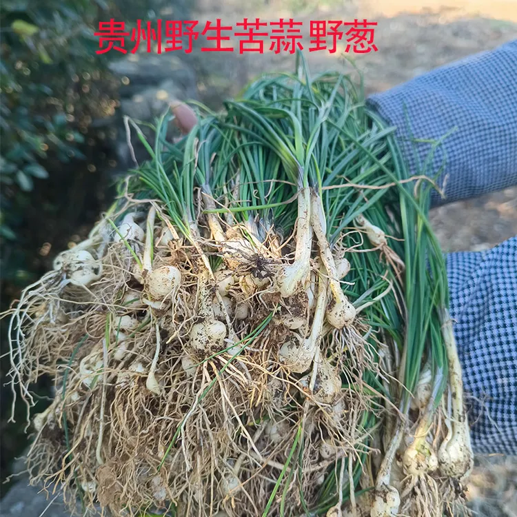 贵州纯天然现挖野葱薤白深山野生苦蒜新鲜小根蒜胡葱野小蒜农家菜