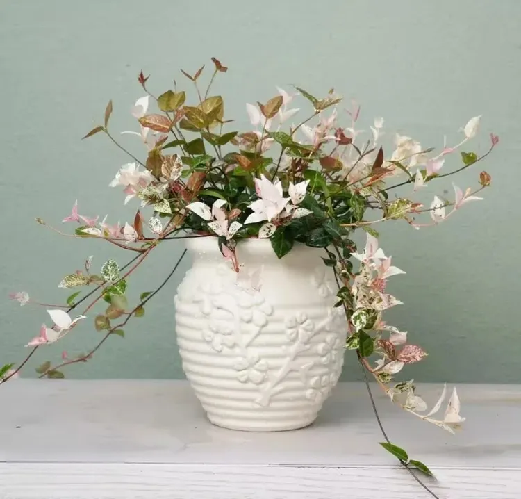 【花叶络石】室内四季五彩花卉好养客厅阳台彩络叶盆栽办公室桌面植