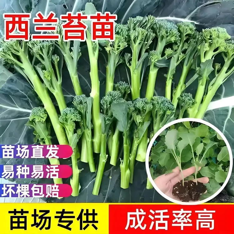 西兰苔秧苗西洋芥兰种籽芥蓝秋季菜苔四季阳台盆栽西兰蓝花蔬菜苗