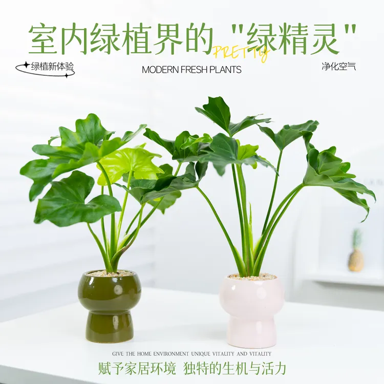 春羽盆栽植物室内好养办公室客厅北欧风桌面绿植四季常青净化空气