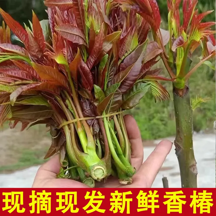 贵州开阳高山露天红香椿（90%可以使用）