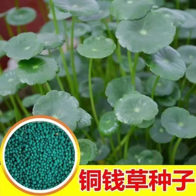 铜钱草种子 大叶子水养种种籽水培植物花卉招财盆栽室内常绿