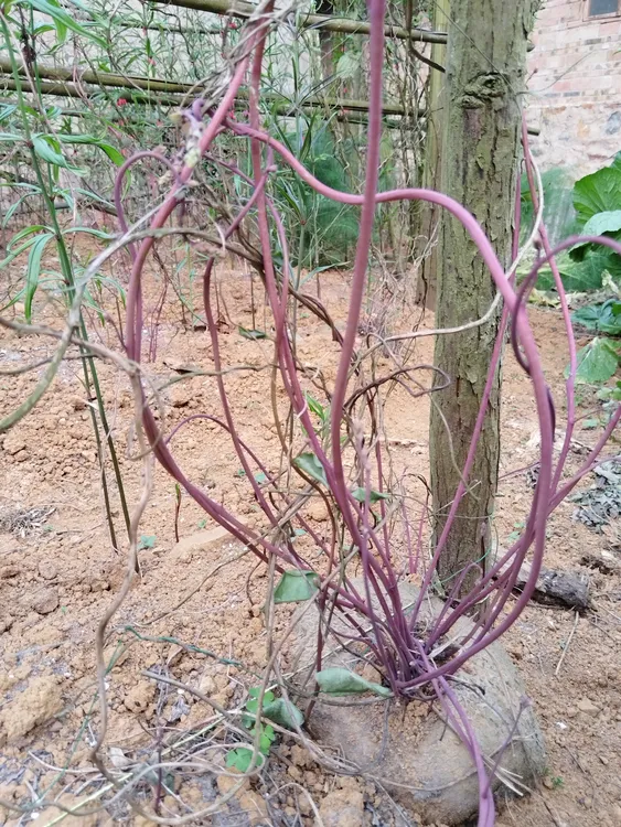 云南省高山红藤山乌龟植物盆栽室内红藤圆叶金不换阳台花园观赏