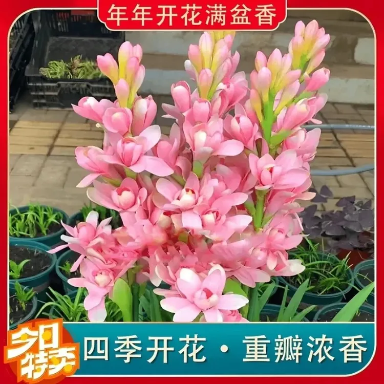 十到十五芽！【基地直发】重瓣晚香玉大种球多年生四季开花浓香花卉