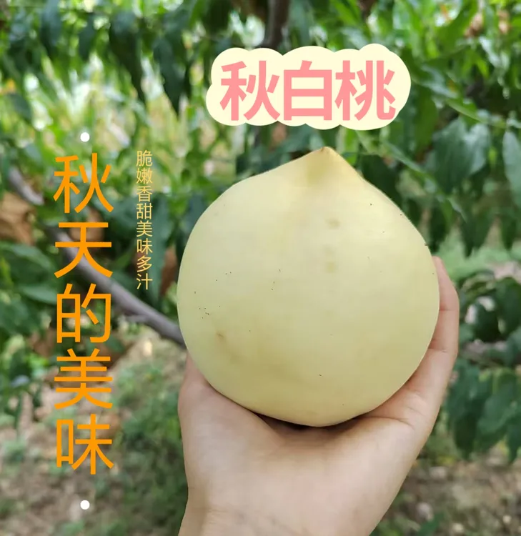 新鲜采摘秋白桃水蜜桃，现采现摘美味可口，5斤净重包邮
