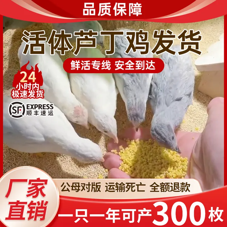 网红芦丁鸡成年鸡45--60天卢丁鸡包邮包活包下蛋