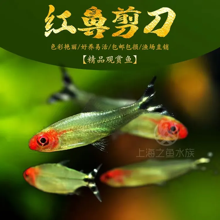 红鼻剪刀鱼小型热带观赏鱼草缸灯鱼活体淡水混养群游鱼红鼻子灯鱼
