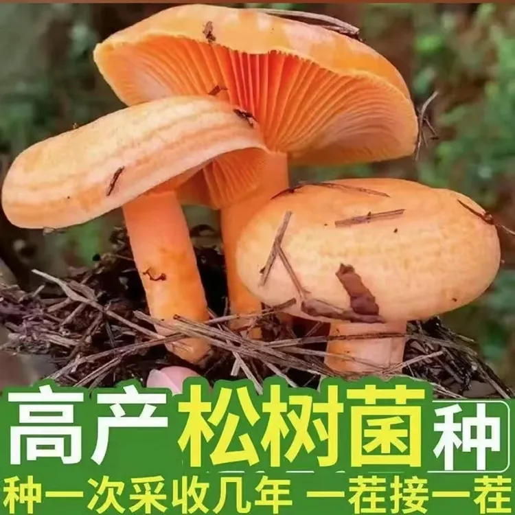 热热热销！2025【新品松树菌种子】松树菌种可室内室外种植