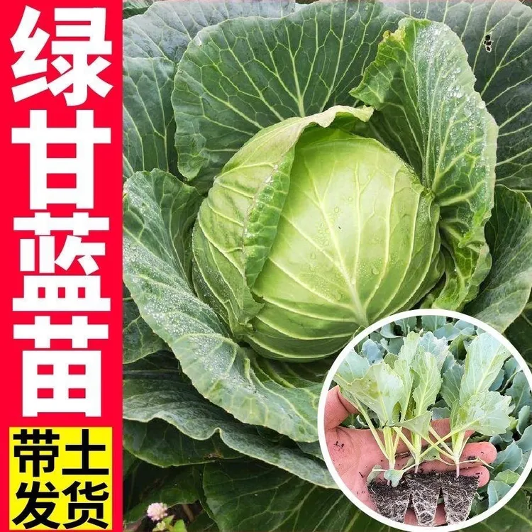 甘蓝苗圆包菜苗绿甘蓝菜苗卷心菜莲花白包耐寒阳台盆栽露天苗秧苗